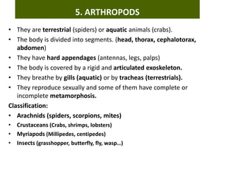 • They are terrestrial (spiders) or aquatic animals (crabs).
• The body is divided into segments. (head, thorax, cephalotorax,
abdomen)
• They have hard appendages (antennas, legs, palps)
• The body is covered by a rigid and articulated exoskeleton.
• They breathe by gills (aquatic) or by tracheas (terrestrials).
• They reproduce sexually and some of them have complete or
incomplete metamorphosis.
Classification:
• Arachnids (spiders, scorpions, mites)
• Crustaceans (Crabs, shrimps, lobsters)
• Myriapods (Millipedes, centipedes)
• Insects (grasshopper, butterfly, fly, wasp…)
5. ARTHROPODS
 