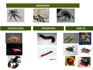 ARACHNIDS
CRUSTACEANS MYRIAPODS INSECTS
 