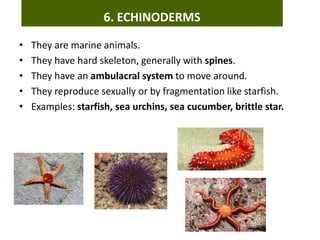 • They are marine animals.
• They have hard skeleton, generally with spines.
• They have an ambulacral system to move around.
• They reproduce sexually or by fragmentation like starfish.
• Examples: starfish, sea urchins, sea cucumber, brittle star.
6. ECHINODERMS
 