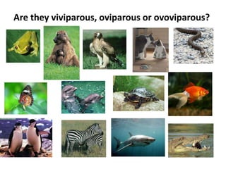 Are they viviparous, oviparous or ovoviparous?
 