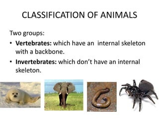 CLASSIFICATION OF ANIMALS
Two groups:
• Vertebrates: which have an internal skeleton
with a backbone.
• Invertebrates: which don’t have an internal
skeleton.
 