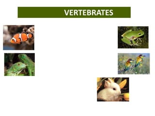 VERTEBRATES
 