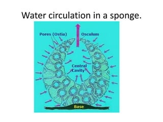 Water circulation in a sponge.
 
