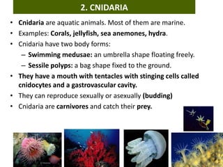 • Cnidaria are aquatic animals. Most of them are marine.
• Examples: Corals, jellyfish, sea anemones, hydra.
• Cnidaria have two body forms:
– Swimming medusae: an umbrella shape floating freely.
– Sessile polyps: a bag shape fixed to the ground.
• They have a mouth with tentacles with stinging cells called
cnidocytes and a gastrovascular cavity.
• They can reproduce sexually or asexually (budding)
• Cnidaria are carnivores and catch their prey.
2. CNIDARIA
 