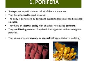 How does sponges obtain food How does sponges organism move