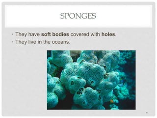 SPONGES
• They have soft bodies covered with holes.
• They live in the oceans.
4
 