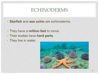 ECHINODERMS
• Starfish and sea uchin are echinoderms.
• They have a million feet to move.
• Their bodies have hard parts.
• They live in water.
5
 
