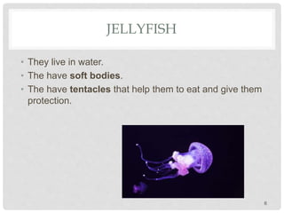 JELLYFISH
• They live in water.
• The have soft bodies.
• The have tentacles that help them to eat and give them
protection.
6
 