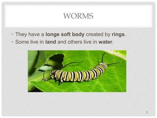 WORMS
• They have a longe soft body created by rings.
• Some live in land and others live in water.
7
 