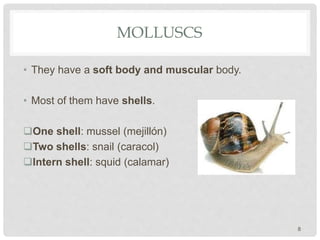 MOLLUSCS
• They have a soft body and muscular body.
• Most of them have shells.
One shell: mussel (mejillón)
Two shells: snail (caracol)
Intern shell: squid (calamar)
8
 