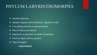 Labyrinthulids Invertebrate diversity Phylums | PPTX