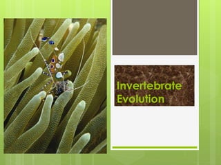 Invertebrate
Evolution
 