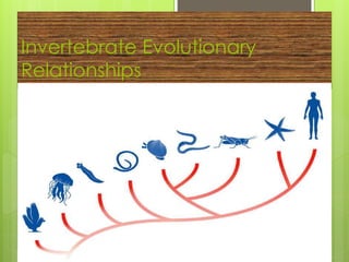 Invertebrate evolution