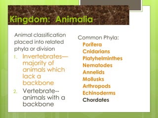 Kingdom: Animalia
Animal classification
placed into related
phyla or division
1. Invertebrates—
majority of
animals which
...