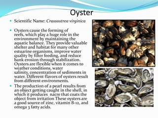Oyster
 Scientific Name: Crassostrea virginica

 Oysters cause the forming of
  reefs, which play a huge role in the
  environment by maintaining the
  aquatic balance. They provide valuable
  shelter and habitat for many other
  estuarine organisms, improve water
  quality by filter feeding, and reduce
  bank erosion through stabilization.
  Oysters are flexible when it comes to
  weather conditions, water
  salinity, concentration of sediments in
  water. Different flavors of oysters result
  from different environments.
 The production of a pearl results from
  an object getting caught in the shell, in
  which it produces nacre that coats the
  object from irritation These oysters are
  a good source of zinc, vitamin B-12, and
  omega 3 fatty acids.
 