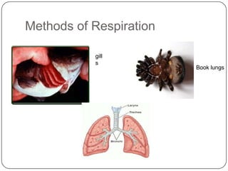 Methods of RespirationgillsBook lungs