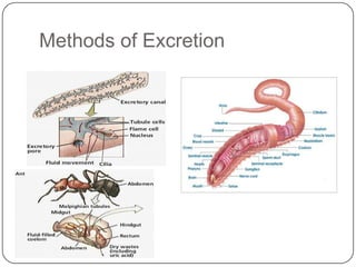Methods of Excretion