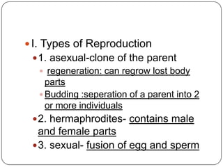 I. Types of Reproduction1. asexual-clone of the parentregeneration: can regrow lost body partsBudding :seperation of a parent into 2 or more individuals2. hermaphrodites- contains male and female parts3. sexual- fusion of egg and sperm