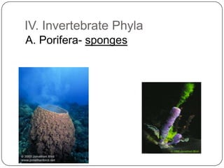 IV. Invertebrate PhylaA. Porifera- sponges