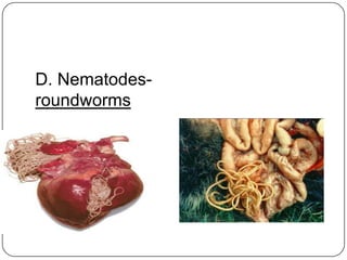D. Nematodes- roundworms