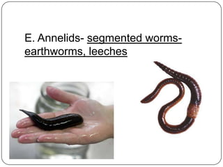 E. Annelids- segmented worms-earthworms, leeches