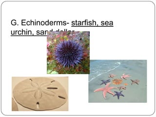G. Echinoderms- starfish, sea urchin, sand dollar