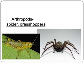 H. Arthropods- spider, grasshoppers