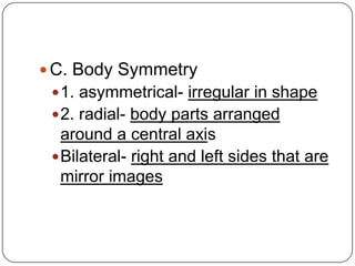 C. Body Symmetry1. asymmetrical- irregular in shape2. radial- body parts arranged around a central axisBilateral- right and left sides that are mirror images