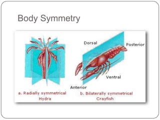 Body Symmetry