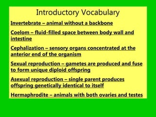 Invertebrate PPT-PAP.ppt
