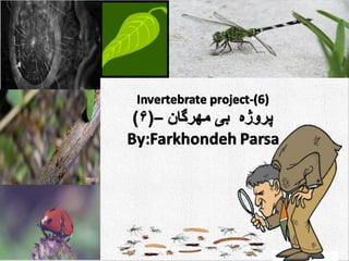 Invertebrate project (6)