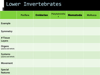 Lower Invertebrates 