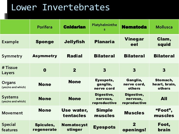 Invertebrates Characteristics Chart