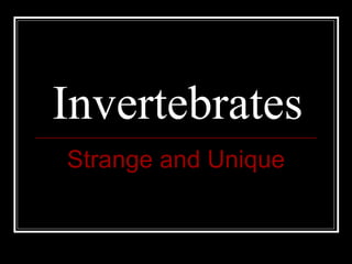 Invertebrates Strange and Unique 