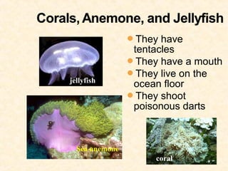 They have
                 tentacles
                They have a mouth
                They live on the
jellyfish
                 ocean floor
                They shoot
                 poisonous darts



  Sea anemone
                     coral
 
