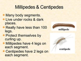 Many body segments.
Live under rocks & dark
 places.
Really have less than 100
                             millipede
 legs.
Protect themselves by
 curling up.
Millipedes have 4 legs on
 each segment.               centipede
Centipedes have 2 legs on
 each segment.
 