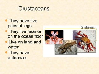 They have five
 pairs of legs.
They live near or
 on the ocean floor.
Live on land and
 water.
They have
 antennae.
 