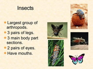Largest group of
 arthropods.
3 pairs of legs.
3 main body part
 sections.
2 pairs of eyes.
Have mouths.
 