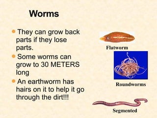 They can grow back
 parts if they lose
 parts.                      Flatworm
Some worms can
 grow to 30 METERS
 long
An earthworm has               Roundworms
 hairs on it to help it go
 through the dirt!!!
                               Segmented
 
