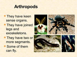 They have keen
 sense organs.
They have joined
 legs and
 exoskeletons.
They have two or
 more segmants.
Some of them
 can fly.
 