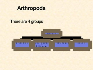A rth o p o d s


A r a c h n id s   C e n t ip e d e s      C ru s ta c e a n s   In s e c ts
                    M illip e d e s
 