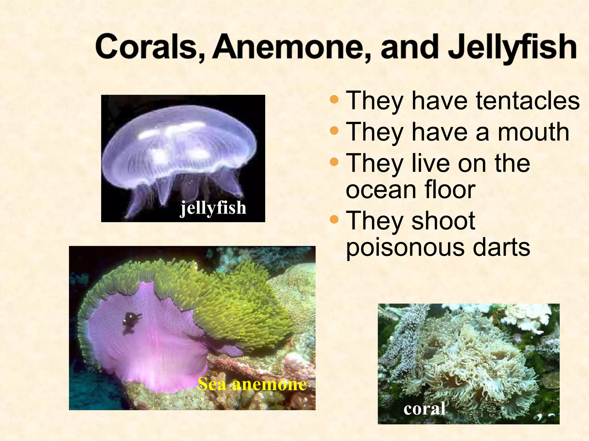 Invertebrates | PPT