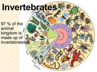 97 % of the animal kingdom is made up of invertebrates. 