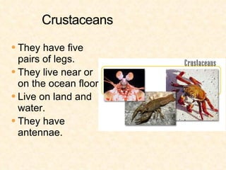 <ul><li>They have five pairs of legs. </li></ul><ul><li>They live near or on the ocean floor. </li></ul><ul><li>Live on la...