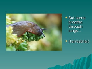 <ul><li>But some breathe through lungs… </li></ul><ul><li>(terrestrial) </li></ul>