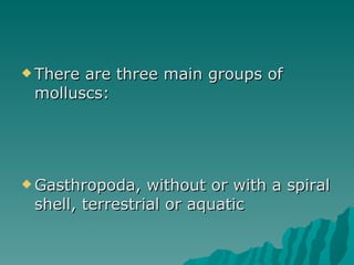 <ul><li>There are three main groups of molluscs: </li></ul><ul><li>Gasthropoda, without or with a spiral shell, terrestria...