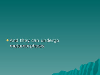 <ul><li>And they can undergo metamorphosis </li></ul>