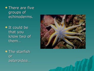 <ul><li>There are five groups of echinoderms. </li></ul><ul><li>It could be that you know two of them… </li></ul><ul><li>T...