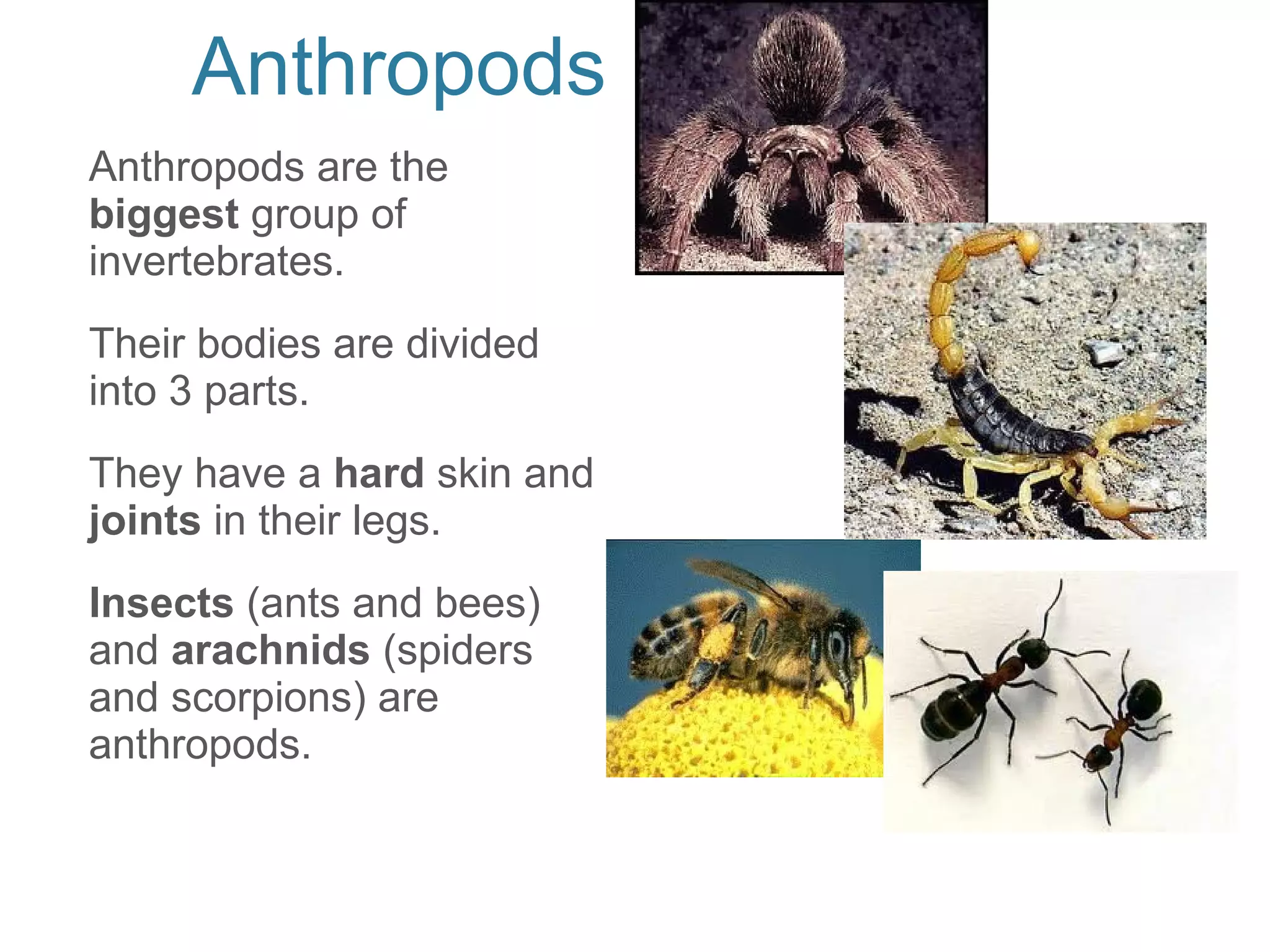 Invertebrates | ODP