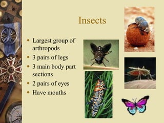 Insects
 Largest group of
  arthropods
 3 pairs of legs
 3 main body part
  sections
 2 pairs of eyes
 Have mouths
 
